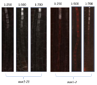AUX1 | Auxin transporter protein 1 (goat antibody) in the group Antibodies Plant/Algal / Hormones / Biosynthesis/regulation at Agrisera AB (Antibodies for research) (AS16 3957)